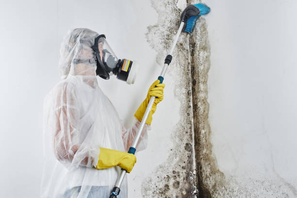 Best Crawl Space Mold Remediation in Ponca City, OK