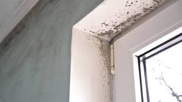 Best Health and Safety Mold Remediation in Ponca City, OK