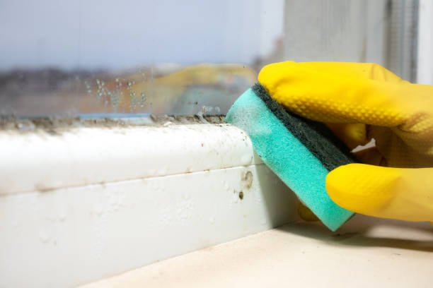Best Basement Mold Remediation in Ponca City, OK