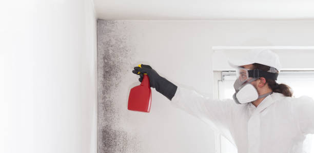 Best Kitchen Mold Remediation in Ponca City, OK