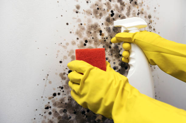 Best Industrial Mold Remediation in Ponca City, OK