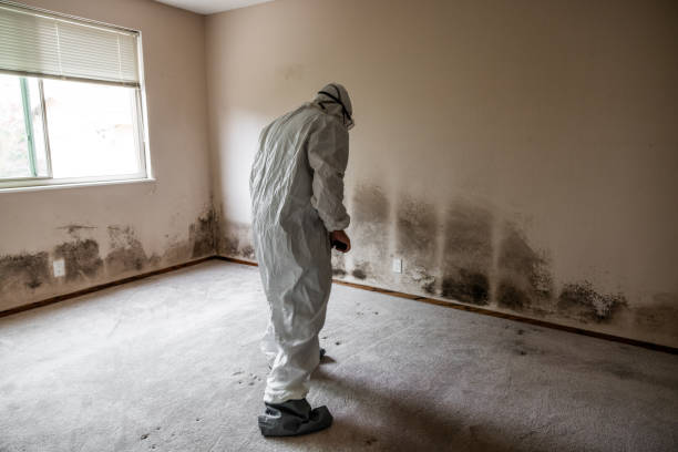 Best Mold Remediation for Specific Building Types in Ponca City, OK