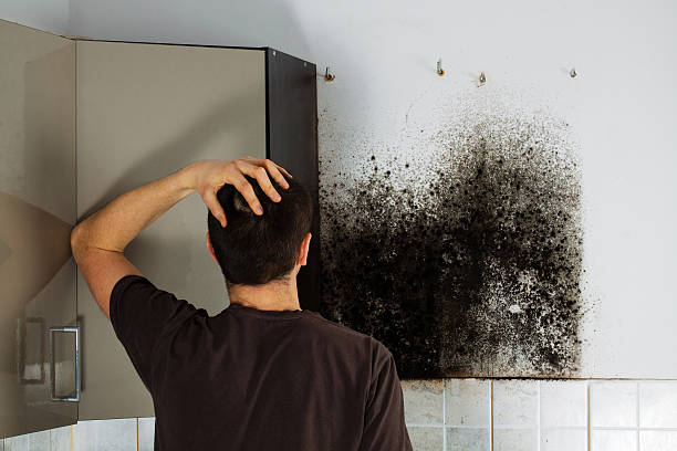 Best Black Mold Remediation in Ponca City, OK
