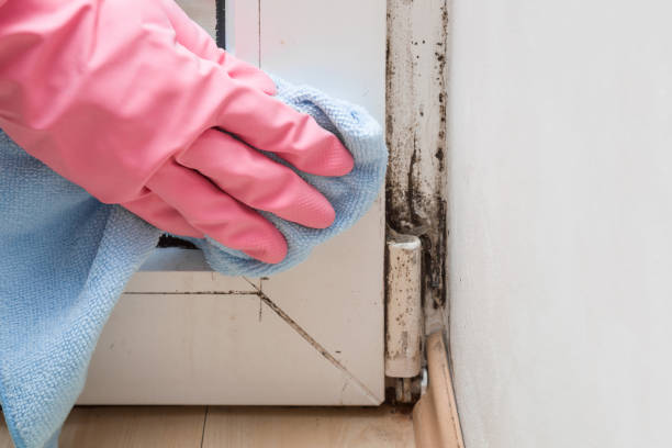 Best Attic Mold Remediation in Ponca City, OK