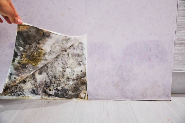 Best Insurance-Related Mold Remediation in Ponca City, OK
